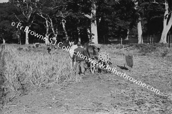 LIFTING POTATO CROP OAKWOOD TRAINGLE